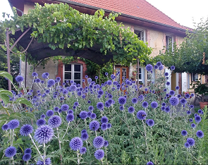 Les chardons en fleur